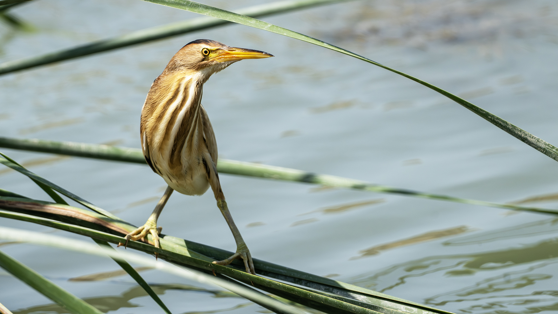 Little Bittern
